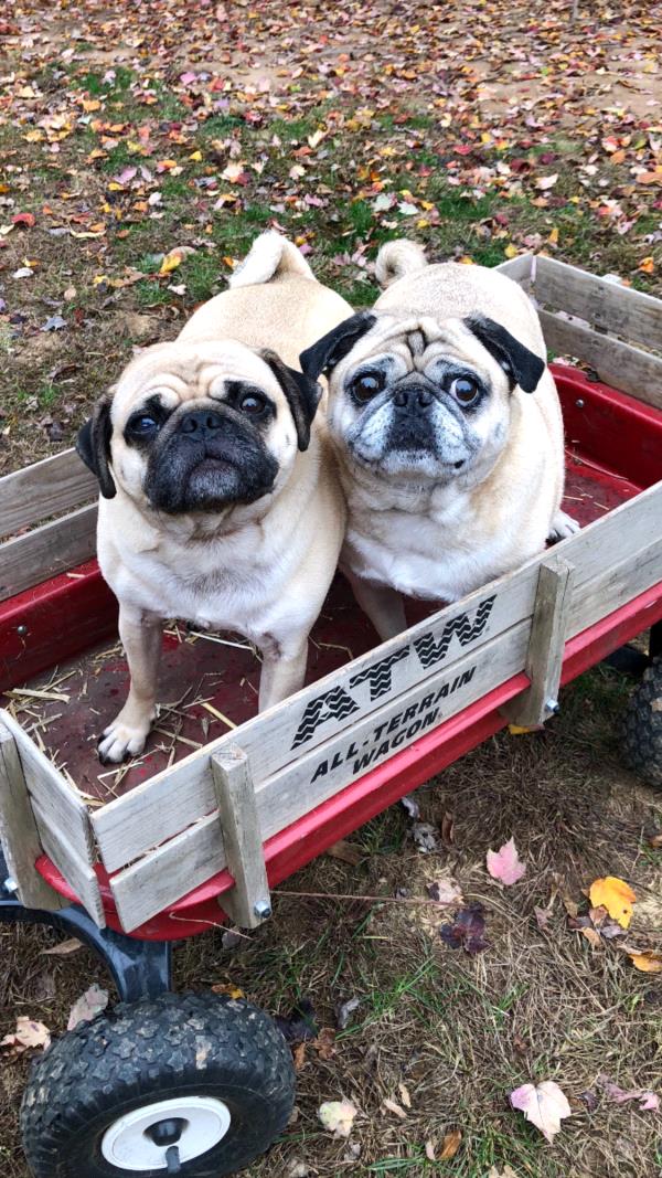 /images/uploads/pug nation rescue of los angeles/pugnation2021/entries/15431thumb.jpg